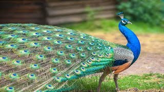 Beautifull Peafowl [upl. by Stilu977]