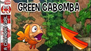 AQUATIC PLANTS I KEEP  GREEN CABOMBA EP2 [upl. by Quirita]