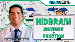 Neurology  Midbrain Anatomy amp Function [upl. by Ecadnarb]