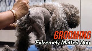 Grooming an EXTREMELY matted dog [upl. by Ronoc]