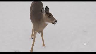 Brownville’s Food Pantry For Deer  Apples on order from Richard’s takeout window [upl. by Alah463]