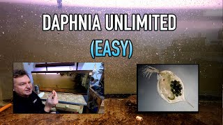 How I Raise Daphnia Water Fleas And You Can Too [upl. by Nrubua]