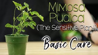 Basic Sensitive Plant Care mimosa pudica [upl. by Ciredor324]