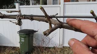 How to Prune Muscadine Grapes [upl. by Lyrehc78]