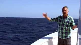 Blue Whales brilliant timing  Big Blue Live Preview  BBC [upl. by Harrell]