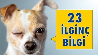 Köpeklerle İlgili 23 İlginç Bilgi [upl. by Gorden]