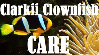 Clarkii Clownfish Care [upl. by Hayn]