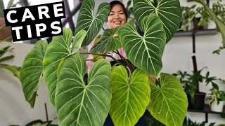 Philodendron Gloriosum  Beginners Guide  Care Tips 💕 [upl. by Nitsej]