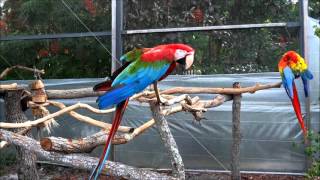 Macaw Parrot Sound [upl. by Seagraves]