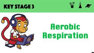 Aerobic Respiration [upl. by Kcireddor]