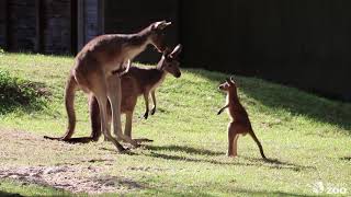 Toronto Zoos Kangaroo Joey Sassy Kangaroo [upl. by Adlog]