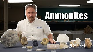 All About Ammonites [upl. by Onitram412]