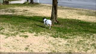 Luxating Patella Jack Russell Terrier [upl. by Ahsets]