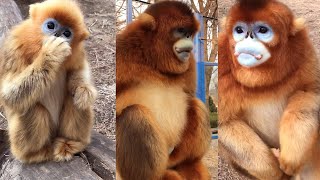 The Fascinating World of Golden SnubNosed Monkeys [upl. by Ronnoc]