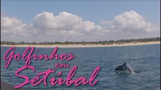 Turismo em Portugal Golfinhos em Setúbal [upl. by Ciardap]