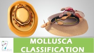 MOLLUSCA CLASSIFICATION [upl. by Iruyas]