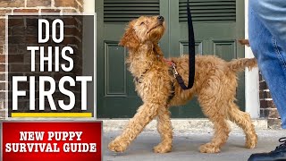 NEW PUPPY SURVIVAL GUIDE Leash Walking Begins EP 4 [upl. by Inimod]