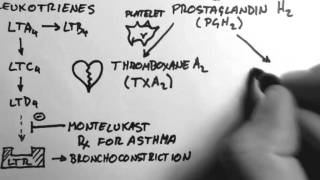 Arachidonic Acid amp Eicosanoids [upl. by Aretha27]