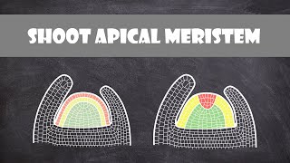 Shoot Apical Meristem Structure  Plant Biology [upl. by Kenweigh2]