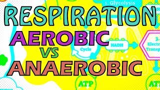 RESPIRATION  AEROBIC VS ANAEROBIC RESPIRATION  OXYGEN DEBT [upl. by Tomaso796]