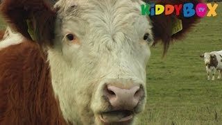 Bauernhof Tiere  Kühe  Cows  KIDDYBOXTV [upl. by Harlen521]