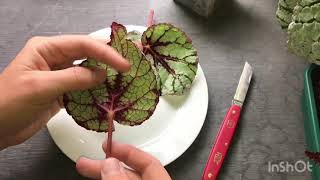 How to take Begonia cuttings [upl. by Anamor]