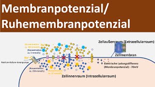 Membranpotential  Ruhepotential  Ruhemembranpotential Biologie Neurobiologie Oberstufe [upl. by Aitnauq]