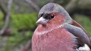 Chaffinch  Beautiful Birds on Display  Pinson des Arbres [upl. by Katzman224]