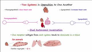 Autonomic Nervous System [upl. by Borroff]