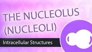 Intracellular Structures The Nucleolus [upl. by Akinihs]