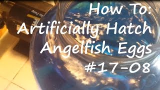 How to Artificially Hatch Angelfish Eggs 1708 [upl. by Trah298]