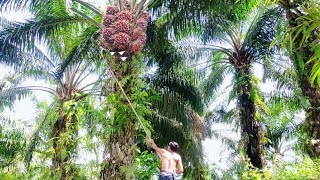 HARVESTING FRUIT OIL PALM OIL [upl. by Enninaej]