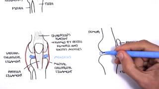 Clinical Anatomy  Knee [upl. by Gail]