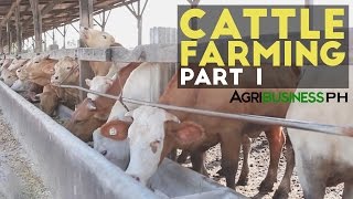 Cattle Farming Part 1  Cattle Farming in the Philippines  Agribusiness Philippines [upl. by Ained562]