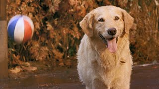 Air Bud 1997 ORIGINAL TRAILER HD [upl. by Willey]