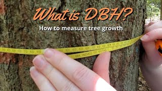 What is DBH diameter at breast height How to measure tree growth [upl. by Asen]