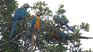 Saving Bolivias Bluethroated Macaw [upl. by Amati652]