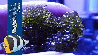 Aquarium Algae Control Bubble Algae Dinoflagellates Bryopsis amp Turf Algae  Part 2 [upl. by Almira166]