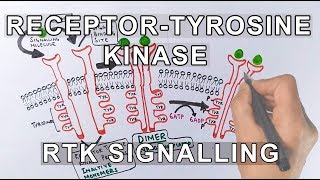 Receptor Tyrosine Kinase  RTK Signalling [upl. by Rekcut924]