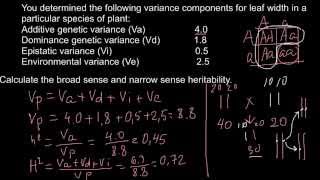 How to calculate Broad sense and narrow sense heritability [upl. by Utir175]