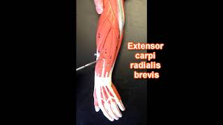 Muscles of the Forearm [upl. by Coridon]