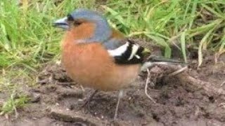 CHAFFINCH Calling amp Singing  Beautiful Birdsong  Fringilla coelebs [upl. by Amber931]