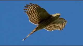 Sparrowhawk Bird Call Bird Song [upl. by Esylla]