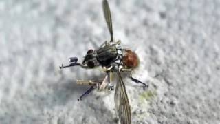 NANO SPY DRONE Mosquito Drone from U S Military [upl. by Earas]