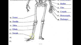 The Skeletal System [upl. by Fesoj]