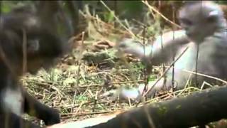 Baby snub nosed monkey having temper trantrum [upl. by Danziger]