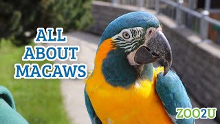 All About Macaws [upl. by Sanborne]