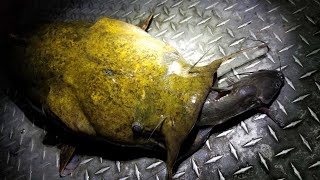 Catching Flatheads with Live Channel Catfish [upl. by Anawak]