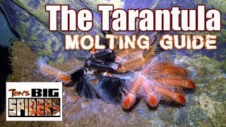 Tarantula Molting Guide  Signs of Premolt [upl. by Acnoib]