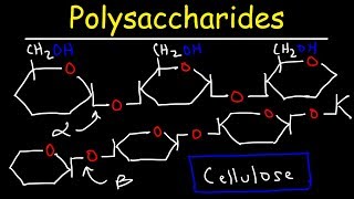 Polysaccharides  Starch Amylose Amylopectin Glycogen amp Cellulose  Carbohydrates [upl. by Idurt51]